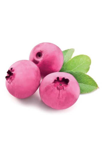 Vaccinium Pink Lemonade